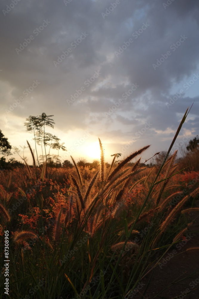 Mixed grass with sunset backgroud