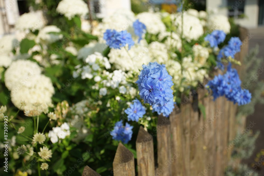 Obraz premium Gartenhortensie am Gartenzaun