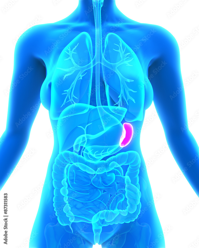 Human Spleen Anatomy Human Spleen Anatomy