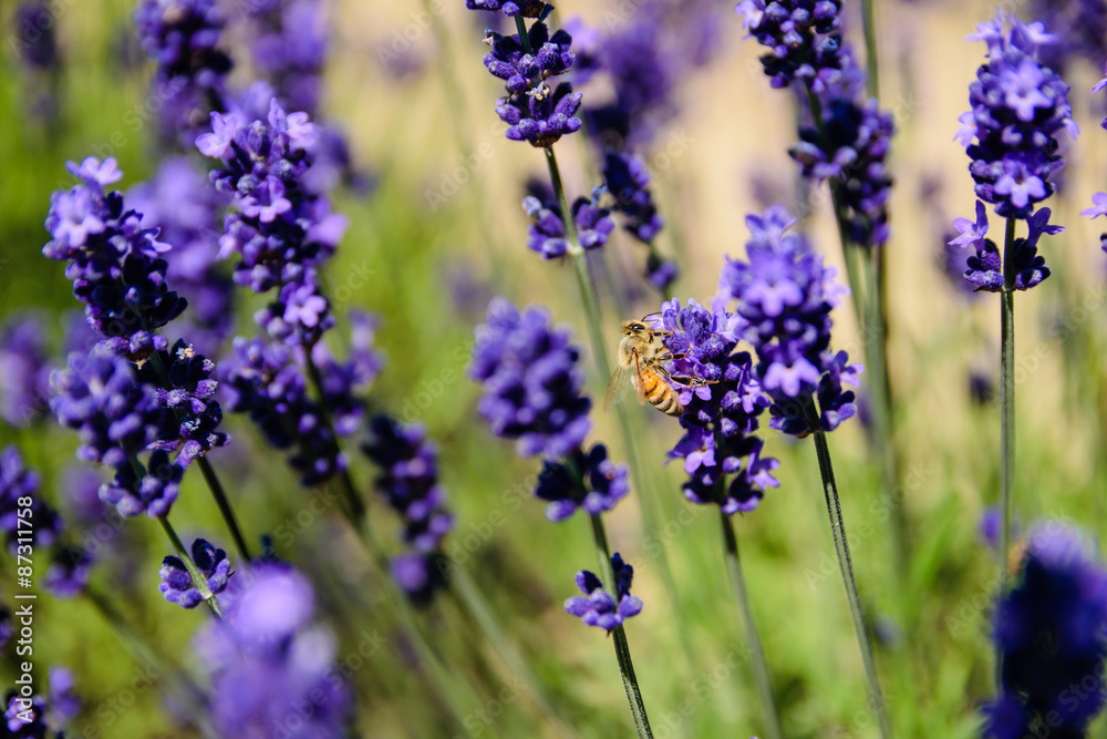 Bee and lavender field Bee and lavender field