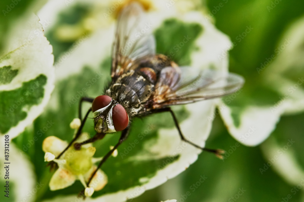 Naklejka premium Gray fly