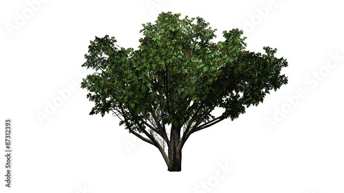 Single common hawthorn - separated on white background