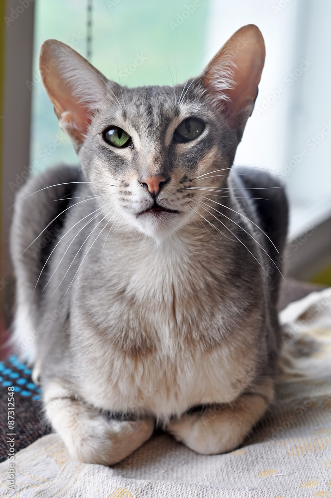 Grey Oriental cat. The Oriental Shorthair is a breed of cat. This cat combines the Siamese body with a diversity of colorings and patterns. 
