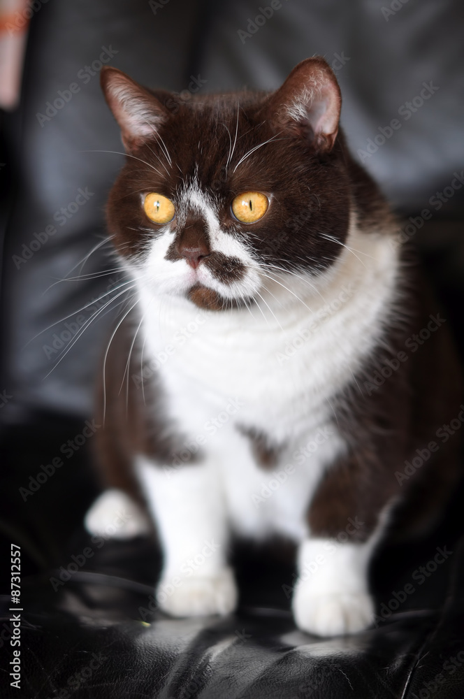 British chocolate cat is sitting in a chair