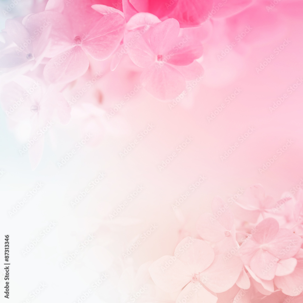 sweet color hydrangeas in soft and blur style for background
sweet color hydrangeas in soft and blur style for background