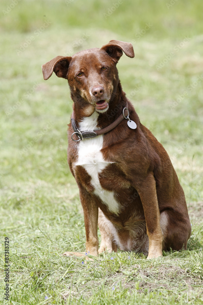 Hund auf der Wiese