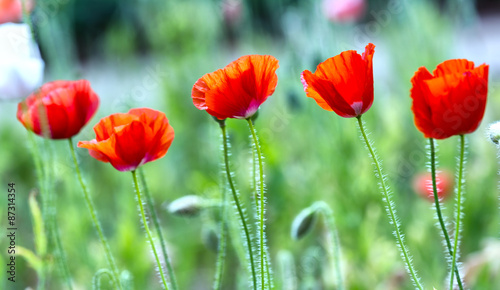 Five flowers Coquelicot tilted in wind with red color of flowers  smooth and the hairs on the body to increase focus shimmering flowers Coquelicot