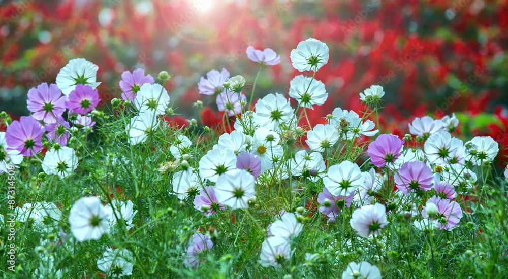 Fototapeta premium Cosmos Bipinnatus flower forest towards the sun gives light shimmering from the fragile petals makes your day more vitality