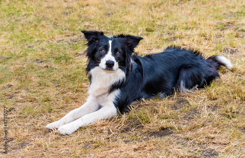 Border Collie lies. The Border Collie lies on the grass in the park.