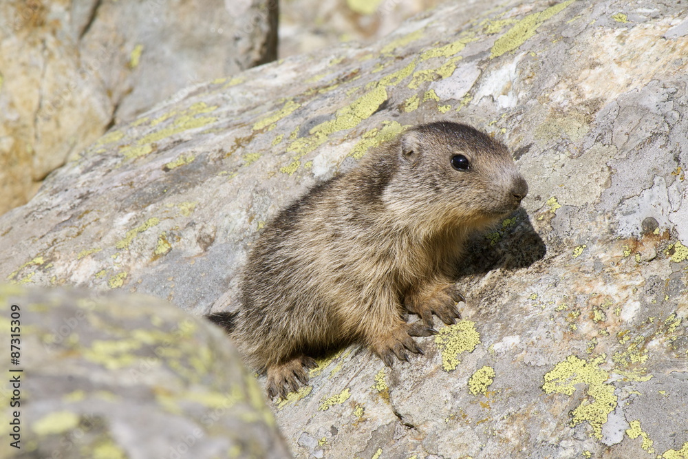 Cucciolo di marmotta