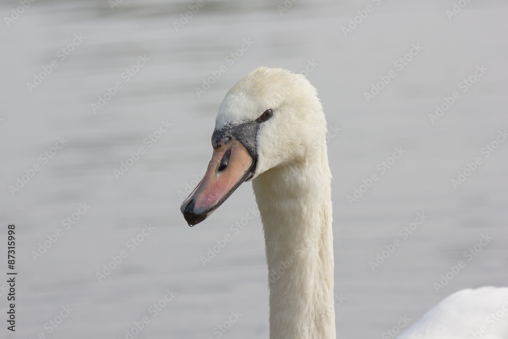 Schwan in der Natur Schwan in der Natur