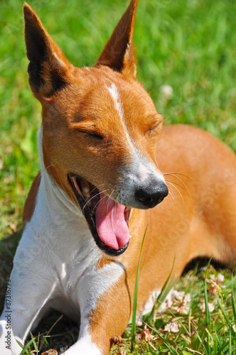 funny basenji dog yawns