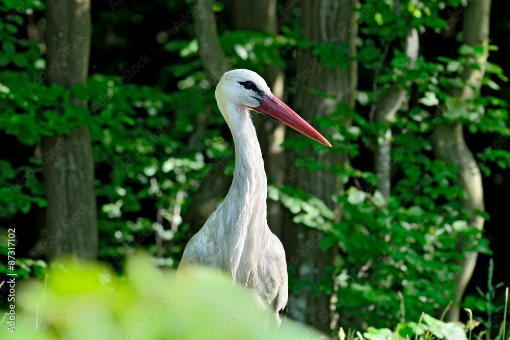 Fototapeta premium White Stork (Ciconia ciconia)