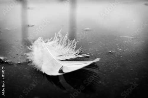 white feather 