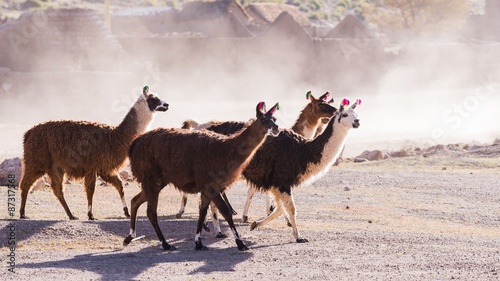 llamas of bolvia in the altiplano  of bolivia photo