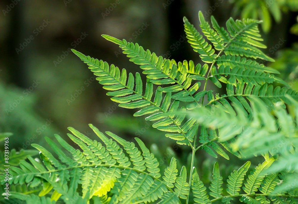 Green fern Green fern