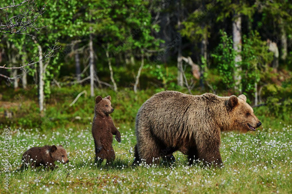 Obraz premium mother bear and cubs
