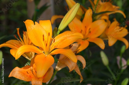 beautiful lily flowers blooming in floral garden