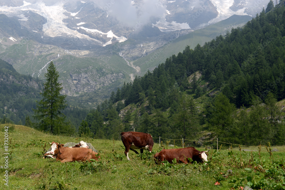 Cows grazing on a green pasture