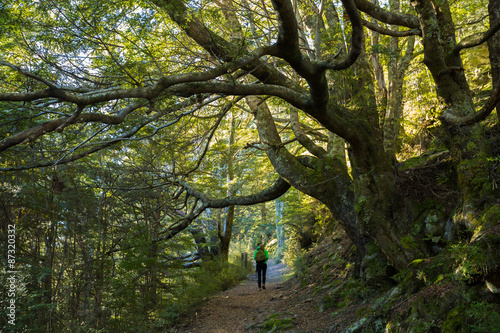 young adult wamen walking in beech forest