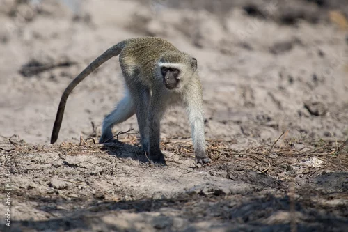 Obraz Vervet monkey drinking water from pond with dry mud