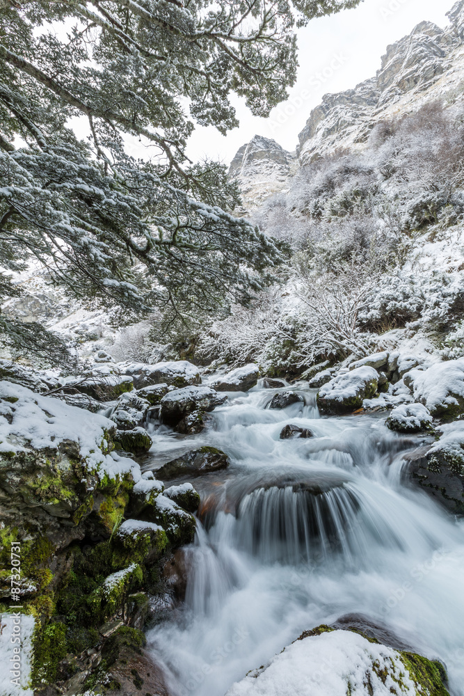 waterfall and beech forest in snow waterfall and beech forest in snow