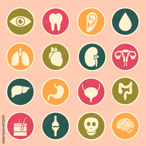 human organs icon