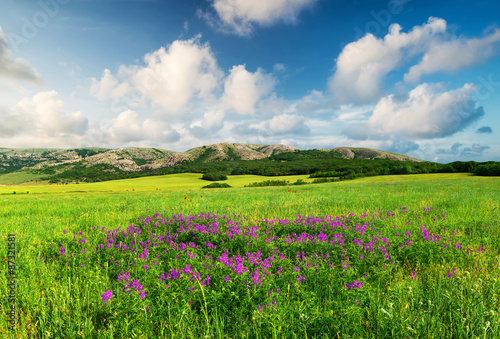 Field with flowers in mountain valley. Natural summer landscape..