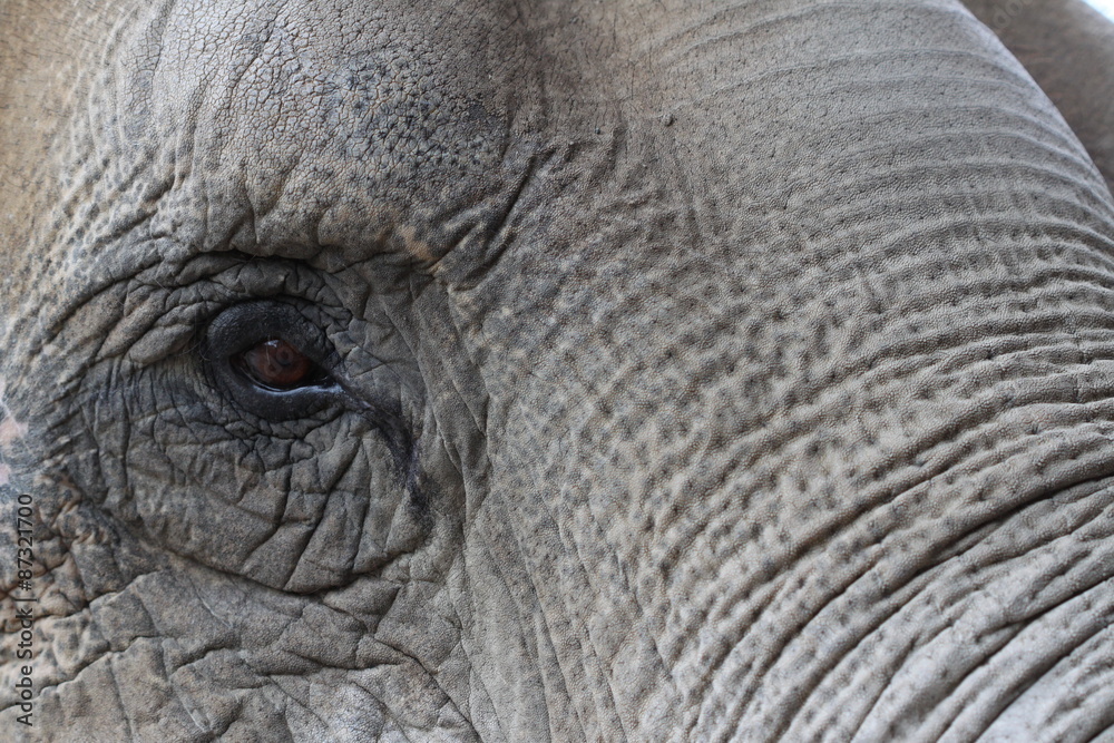 Obraz premium grey elephant portrait with eye and wrinkled skin 