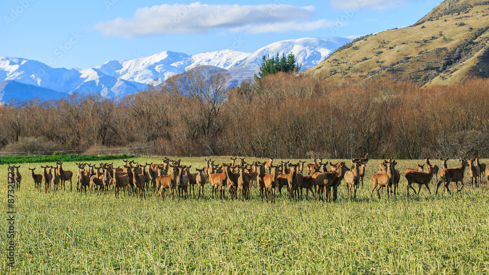 Obraz premium deer farming