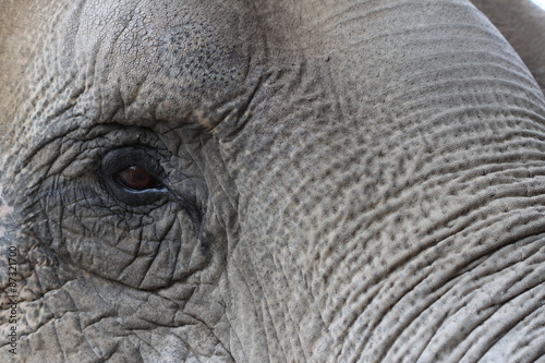 grey elephant portrait with eye and wrinkled skin 