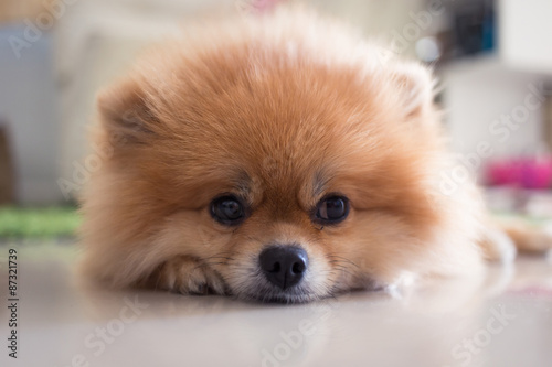 pomeranian dog cute pets in home © sutichak