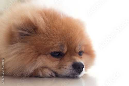 pomeranian dog cute pets in home photo