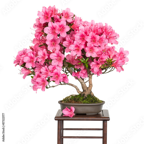 Rhododendron indicum Osakazuki als Bonsai