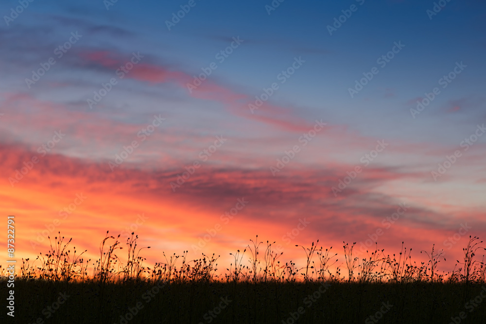 Fototapeta premium in transmission