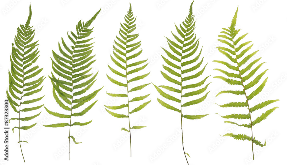 Original size full frame of the collected Leaf fern isolated on Original size full frame of the collected Leaf fern isolated on