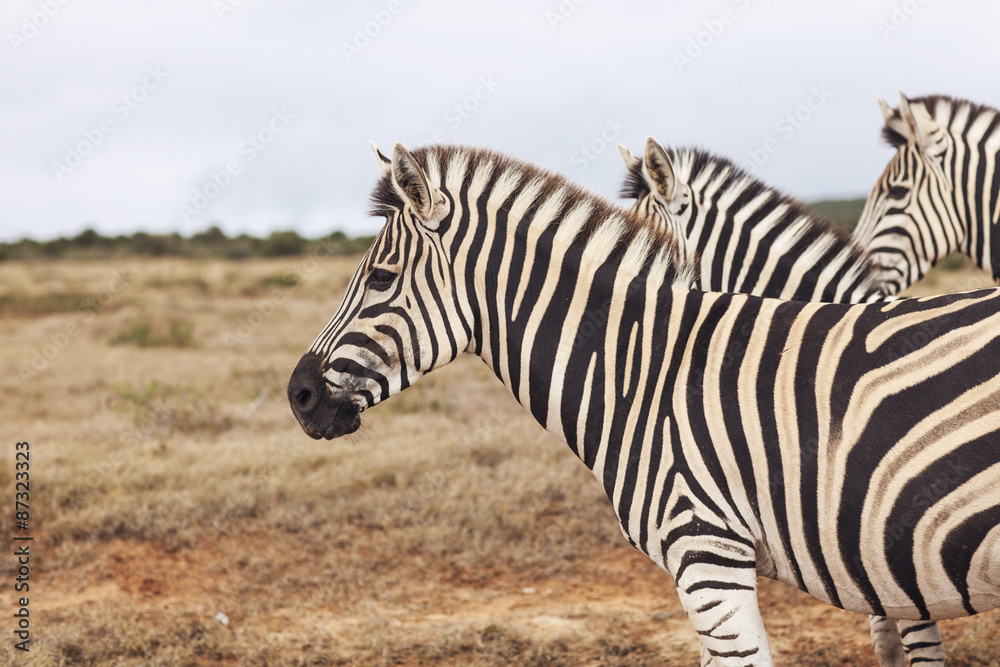 Naklejka premium Zebra in the Wild