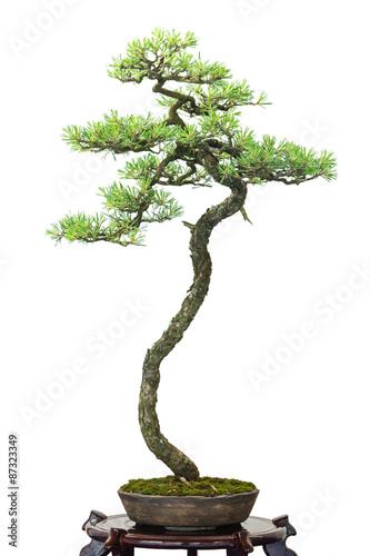 Nadelbaum Kiefer als Bonsai Baum