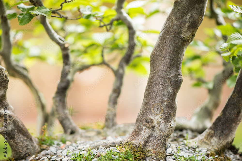 Fototapeta premium Bonsai Wald aus Hainbuchen
