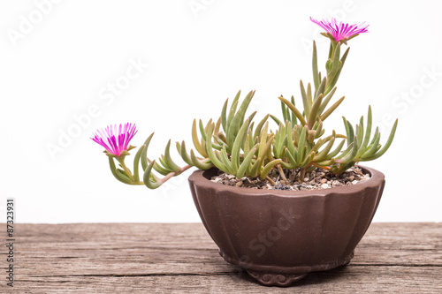 Lila Blüten einer Mittagsblume photo