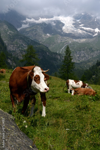 Cows grazing on a green pasture