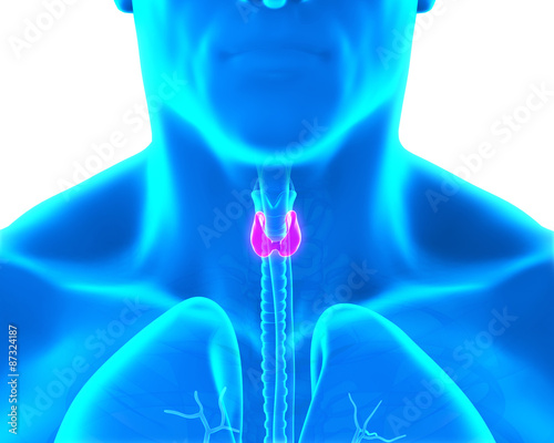 Human Thyroid Gland photo