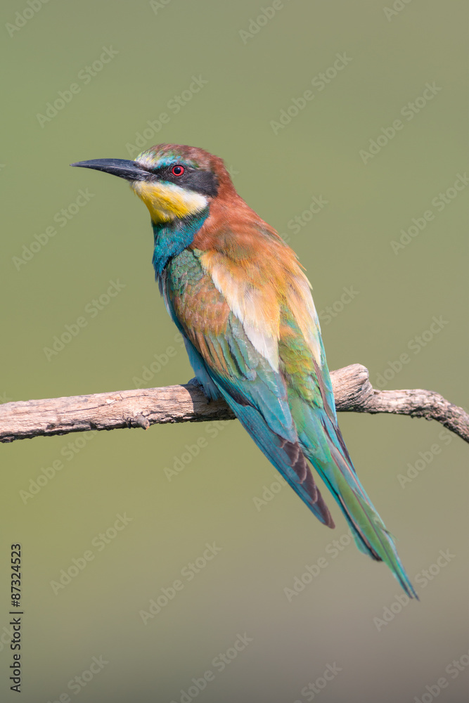 Obraz premium European bee-eater