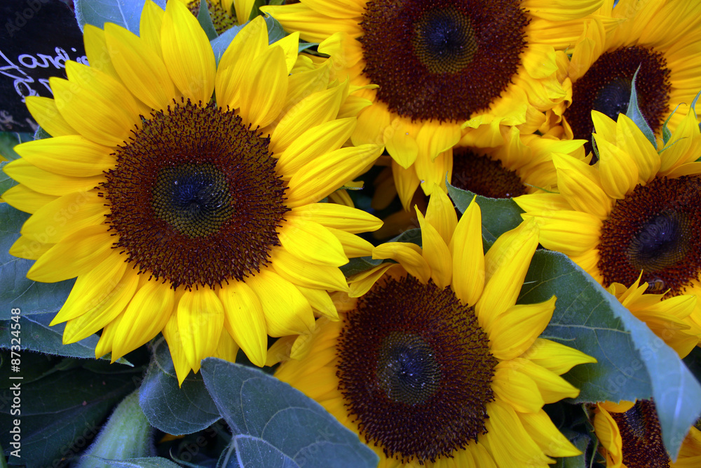 Obraz premium Sunflowers for Sale in Provence