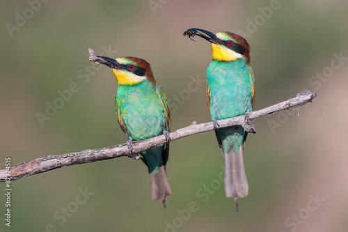 European bee-eaters sitting together on a brach © Sergey Ryzhkov