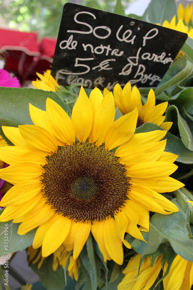 Obraz premium Sunflower