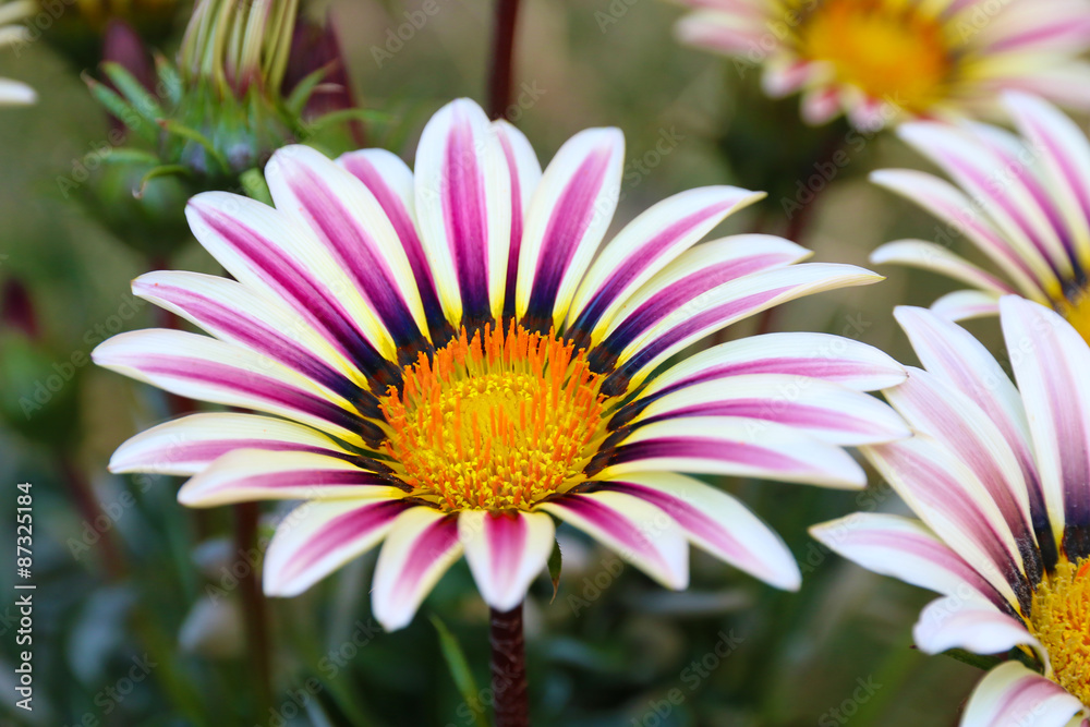 Gazania Flower field Gazania rigens macro shot Gazania Flower field Gazania rigens macro shot