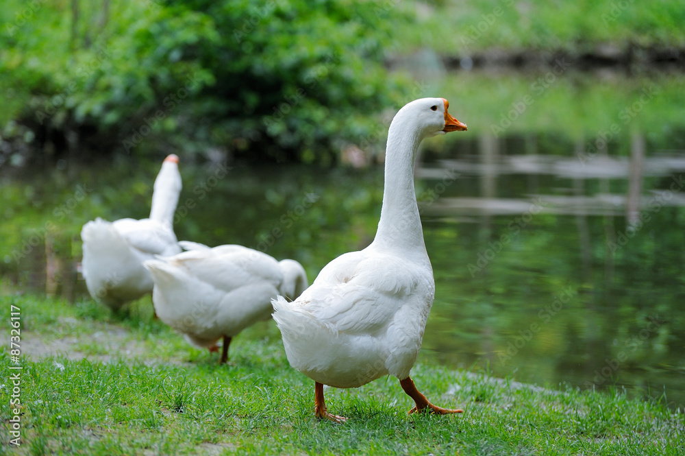 White Domestic goose White Domestic goose