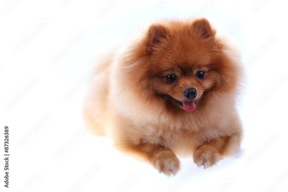 brown pomeranian dog isolated on white background brown pomeranian dog isolated on white background