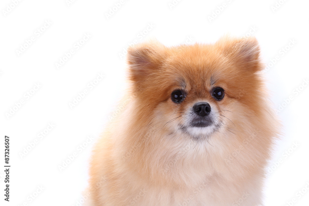 brown pomeranian dog isolated on white background